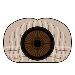 Argus Capture logo