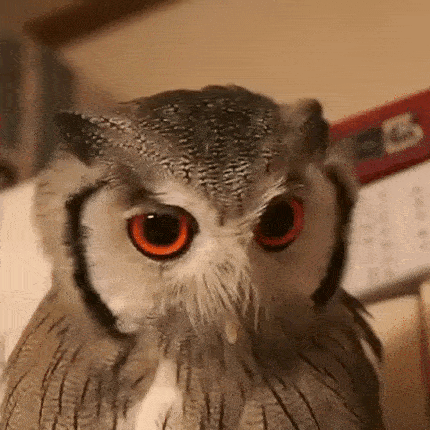 owl