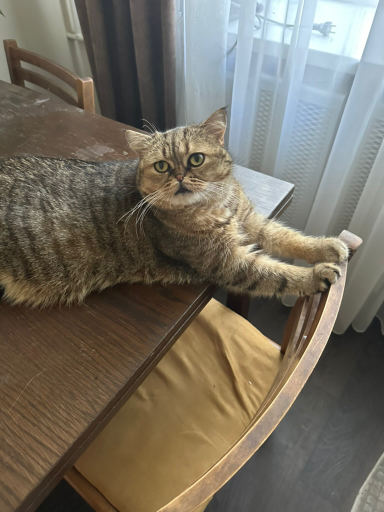 picture of my cat :3
