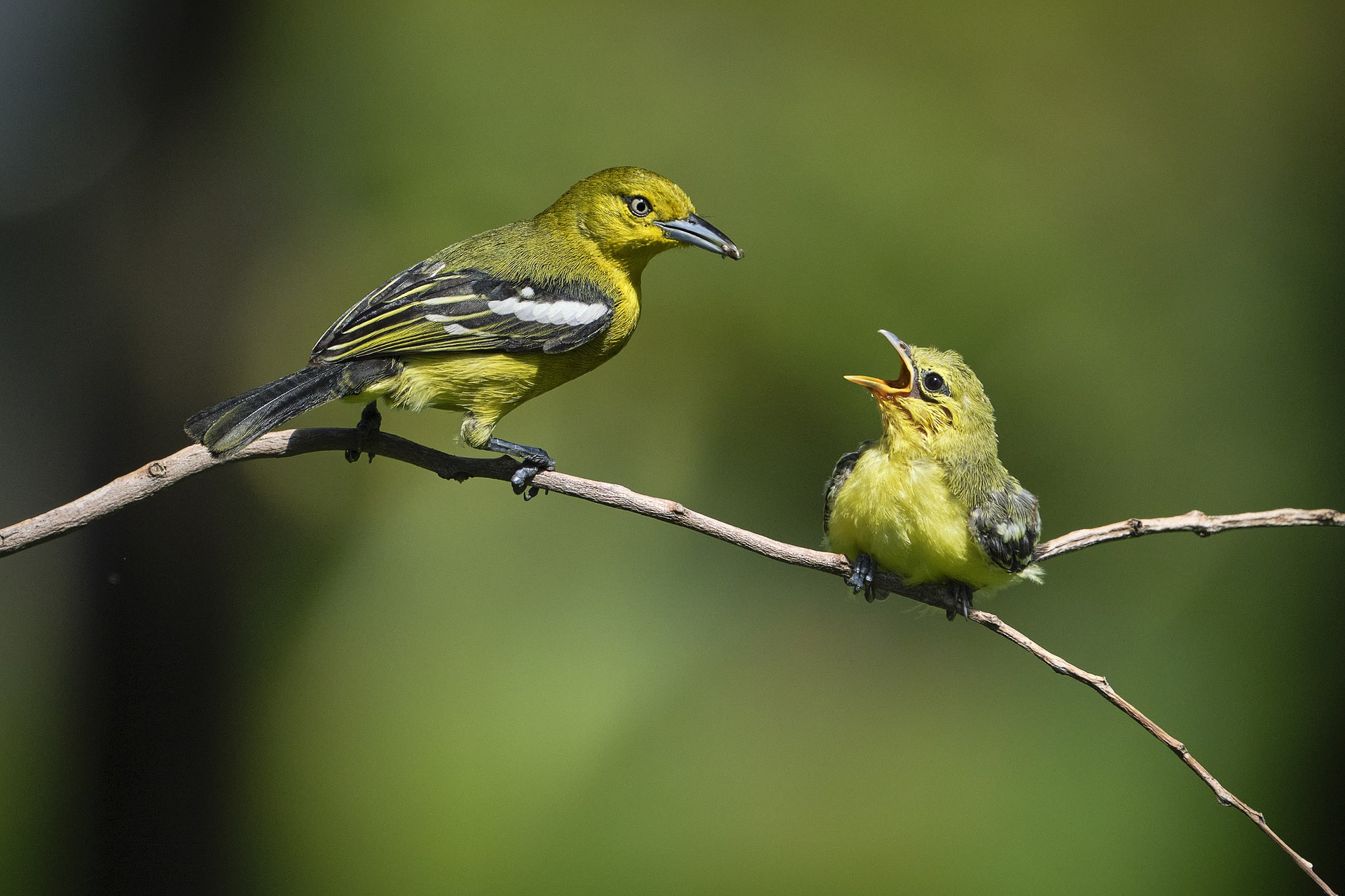 Aves