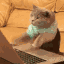 gatito codeando