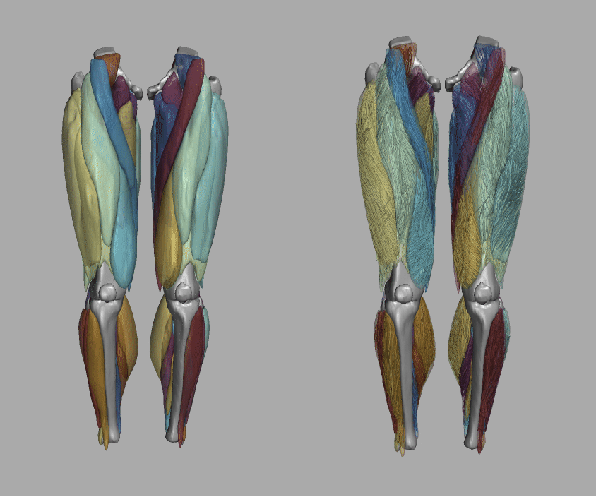 bilateral whole leg diffusion tensor imaging muscle fiber tractography