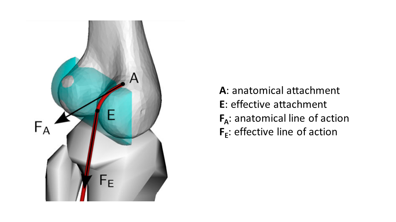 anat_vs_effect