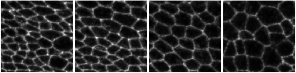 Flywing membrane