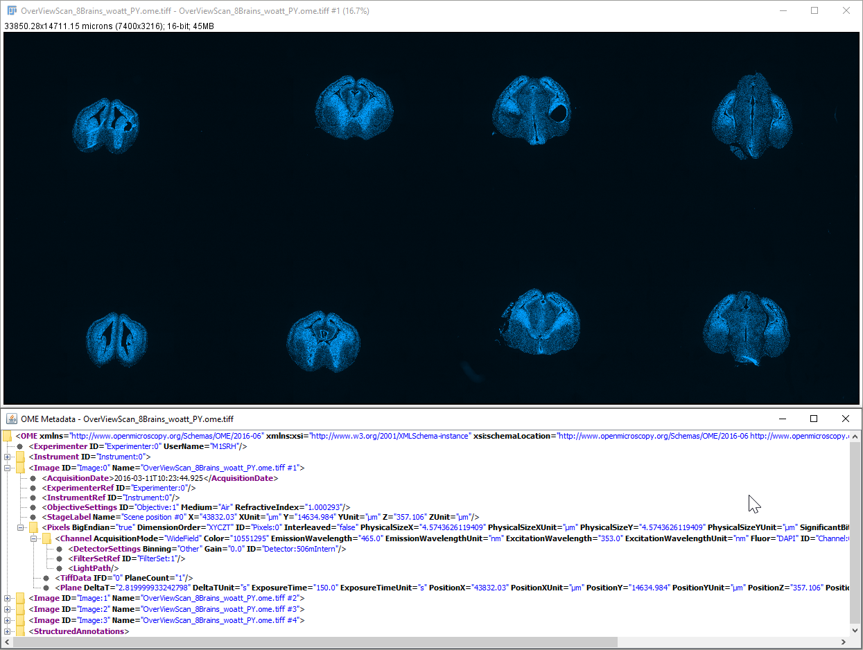 Result in FIji with OME-XML
