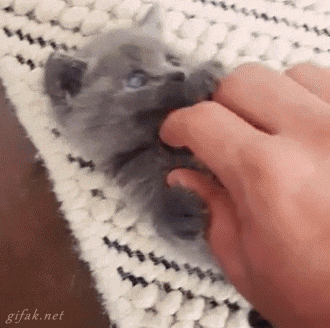 Coding cat