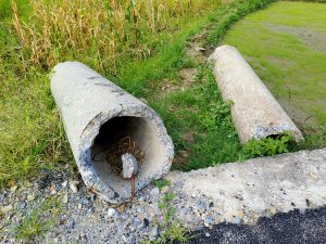 Two discarded concrete drainage pipes lying on their sides beside a gravel road, with rice paddies and a cornfield beyond. 