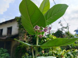 Calotropis procera (crown flower) buds and purple-white blooms on a stem with large pale green leaves against a cloudy village backdrop. 