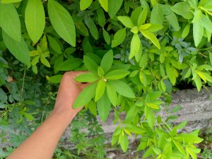 A hand holding a cluster of bright green oval leaves from a dense shrub growing over a stone wall. 