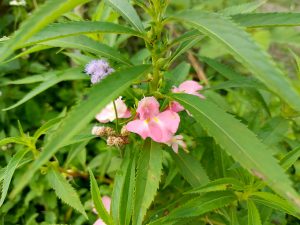Delicate pink Impatiens balsamina (balsam) flowers with yellow-spotted throats blooming on a serrated-leaf stem beside a fluffy blue Ageratum wildflower.
