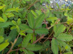 Dense feathery compound leaves of Mimosa pudica (touch-me-not) spreading along hairy reddish stems across a roadside patch. 