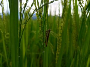 A grasshopper clinging to a slender rice stem among ripening panicles in a green paddy field. 