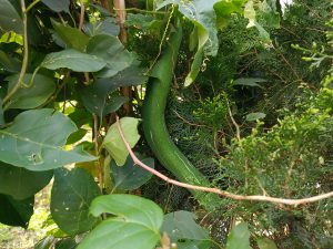 A long curved dark green zucchini hanging hidden among tangled vines and cypress foliage in a lush garden. 