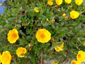 Cheerful yellow Portulaca (moss rose) blooms with bright orange centres spreading across succulent green foliage in a pot. 