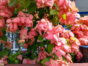 A profusion of salmon-pink Mussaenda blooms with papery bracts cascading over a rooftop wall in full sun. 