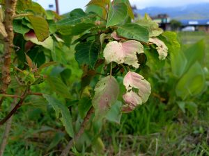 Disease-spotted guava leaves showing pink and cream discolouration and insect damage on a young tree beside green fields.
