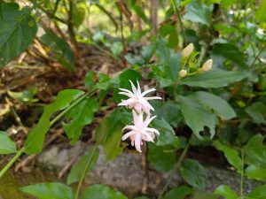Two dainty white star-shaped jasmine flowers with pale pink centres blooming on a vine amid broad green leaves and unopened buds.