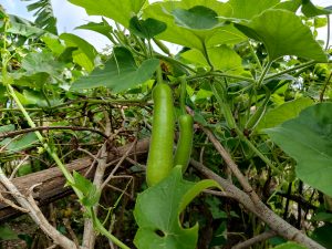Young bottle gourds hanging from a tangled vine climbing over dry woody branches in a kitchen garden. 