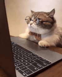 coding cat