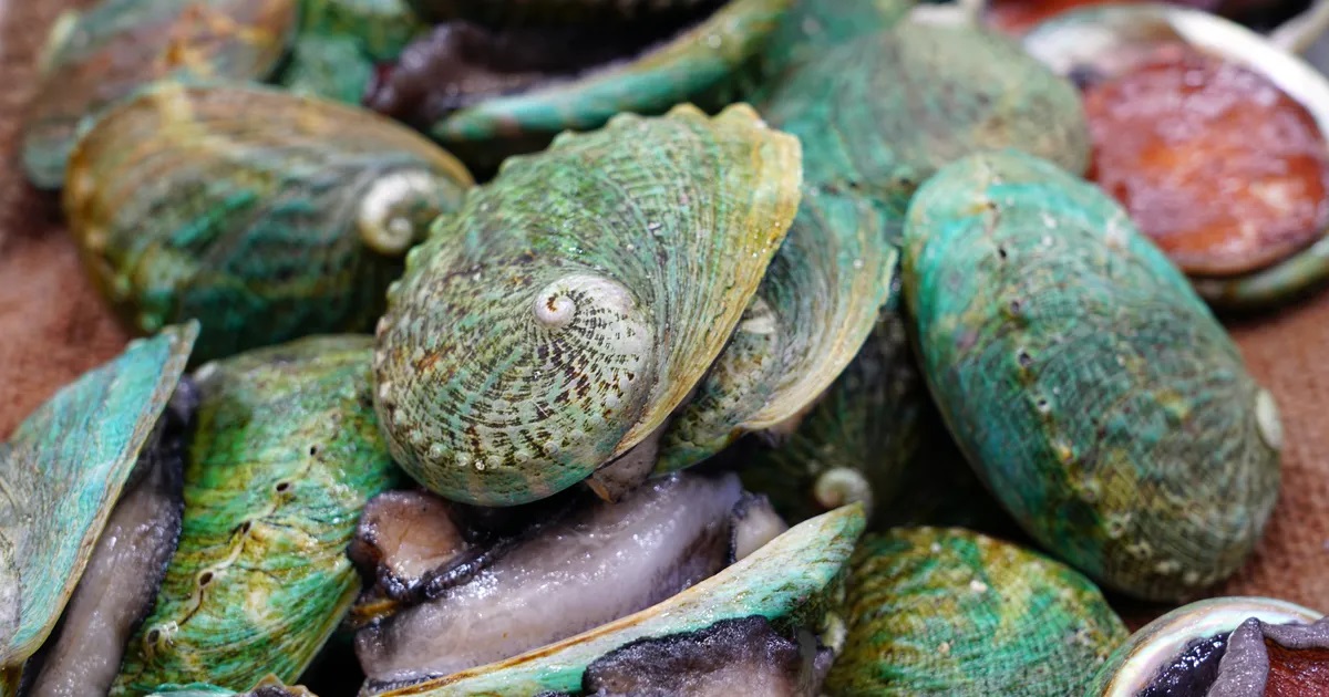 Abalone-Dataset