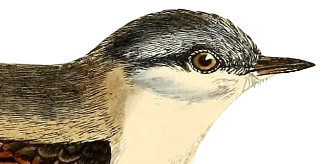 Warblre