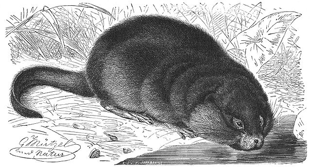 A cute muskrat