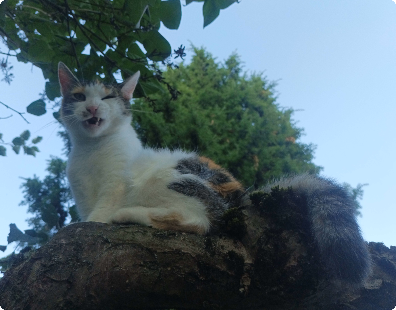 Cat resting on a tree branch