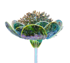A green plant