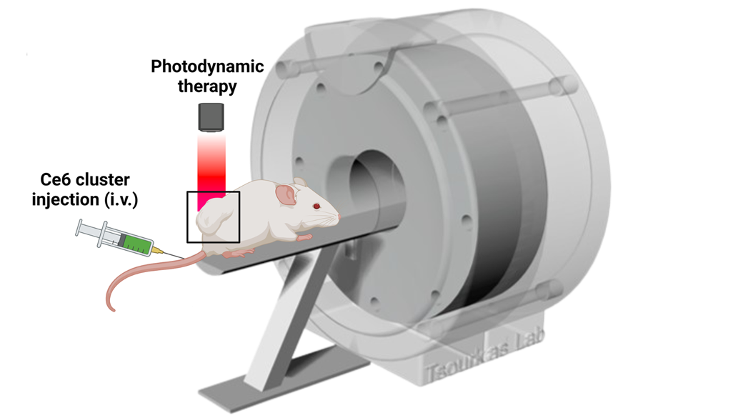 A figure showing a mouse outside the opening of a magnetic device, with a syringe delivering Ce6 particles through its tail intravenously and a laser shining on a tumor, delivering photodynamic therapy