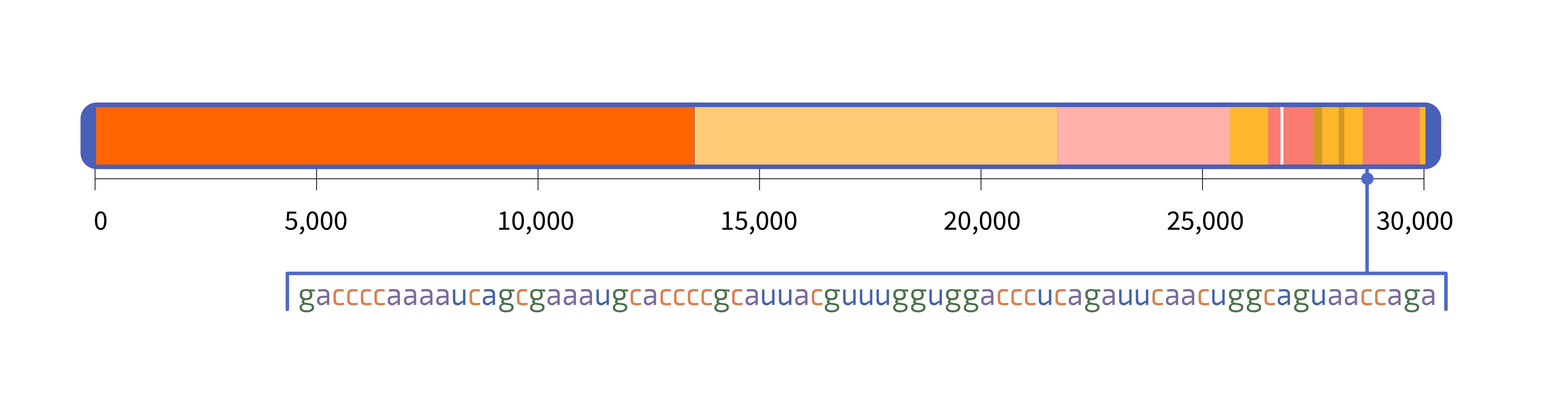 A horizontal rectangle representing the SARS-CoV-2 genome and a pointer indicating the location of a 72-letter sequence within the genome.&nbsp;